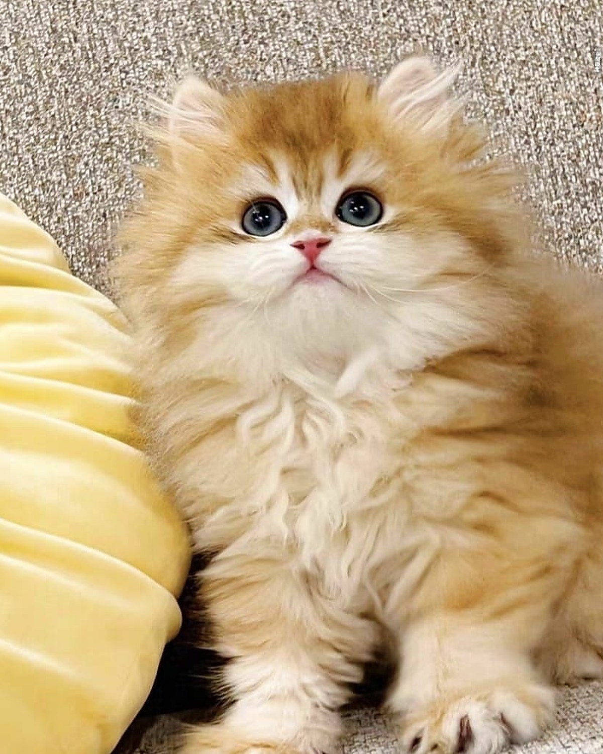 British Longhair