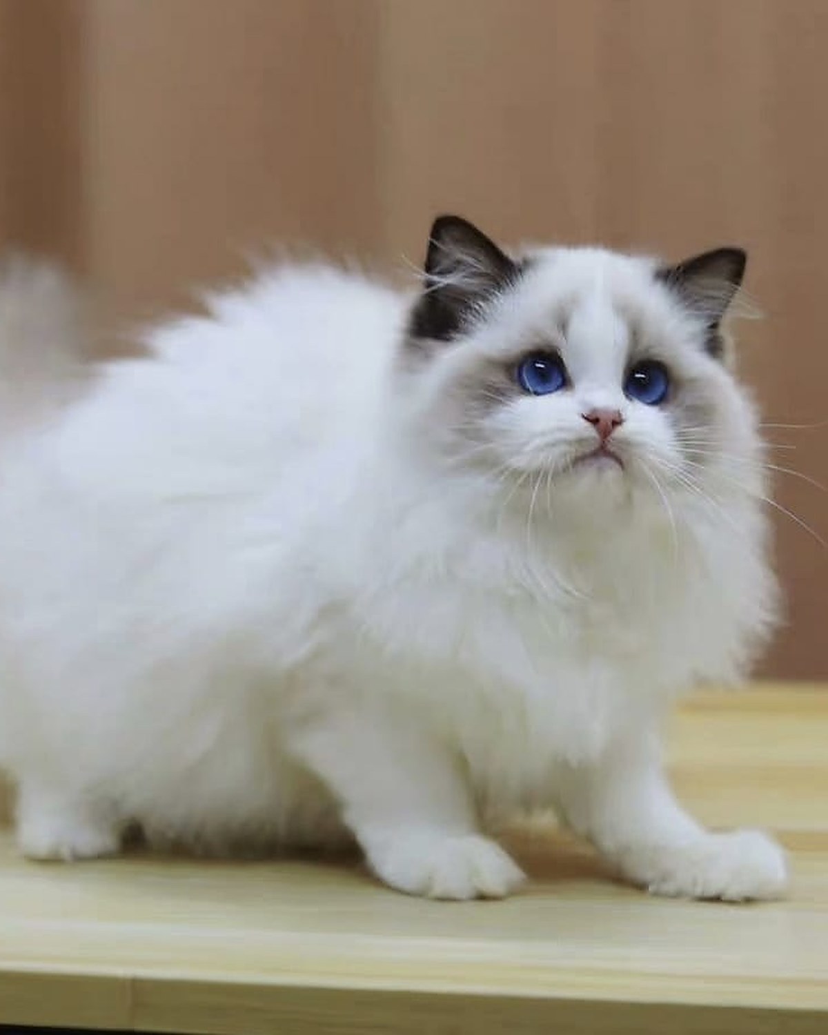 Ragdoll